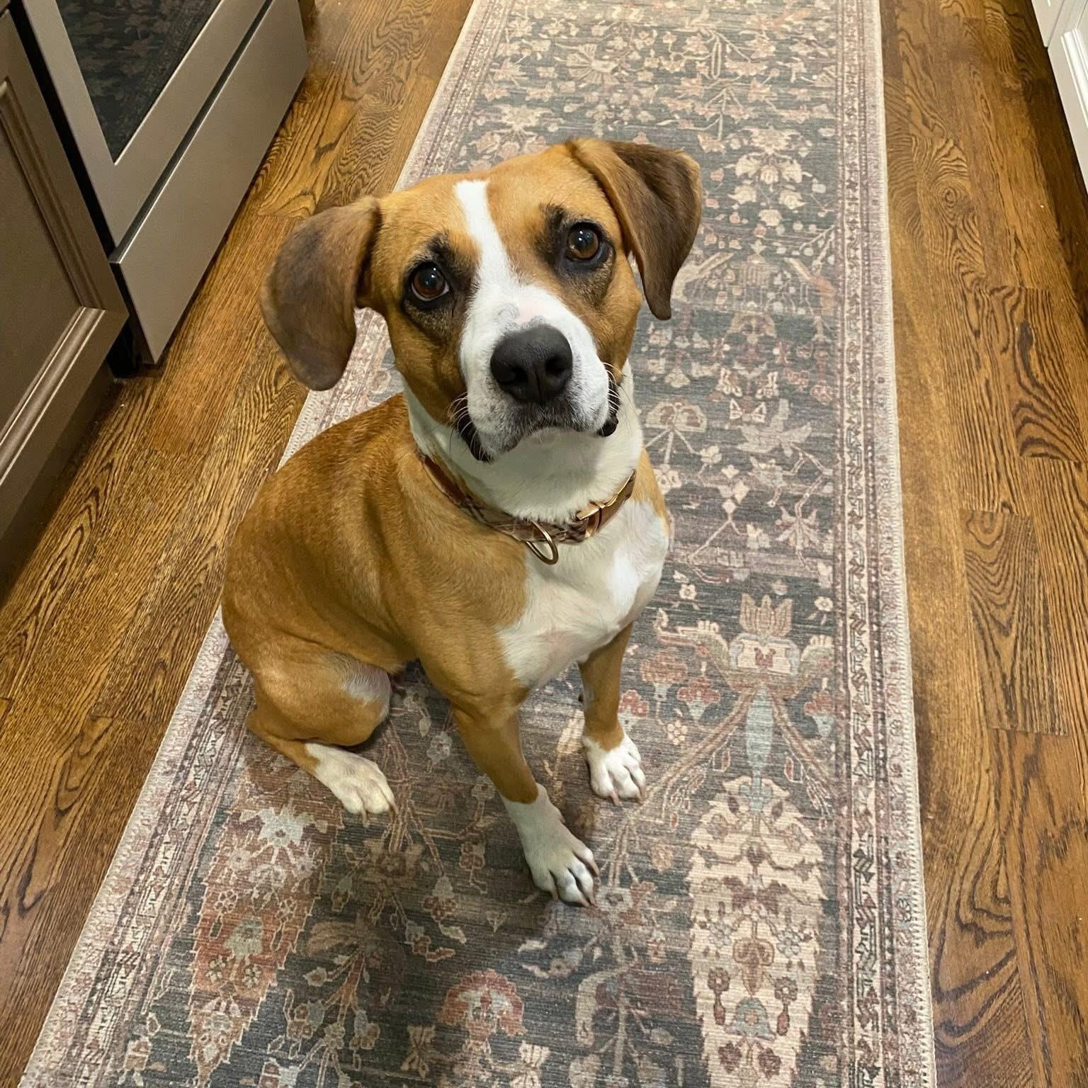 Porsche, ADOPTABLE, Young Female Boxer & Mixed Breed.