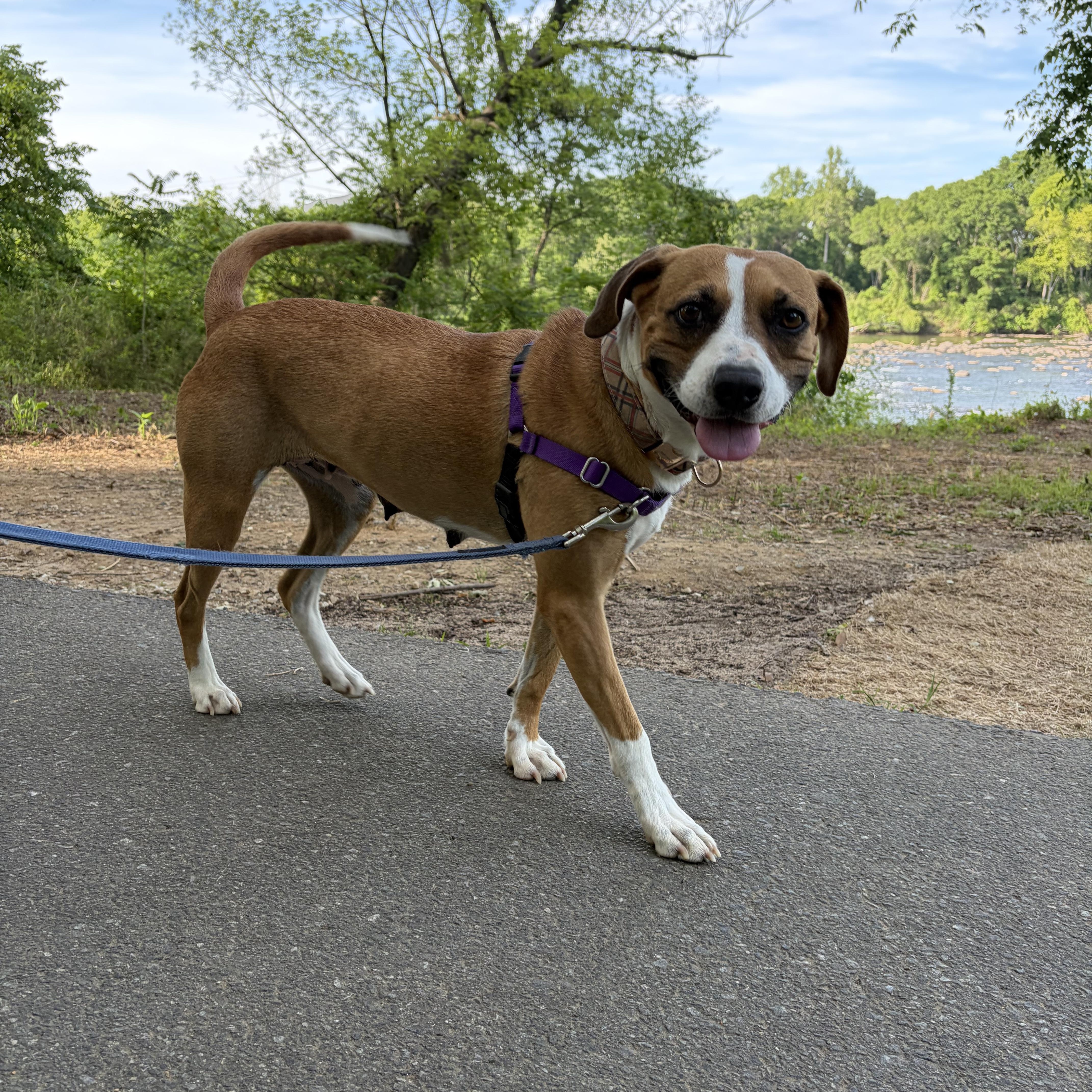 Porsche, a ADOPTABLE mixed breed in Rock Hill, SC image 3/6