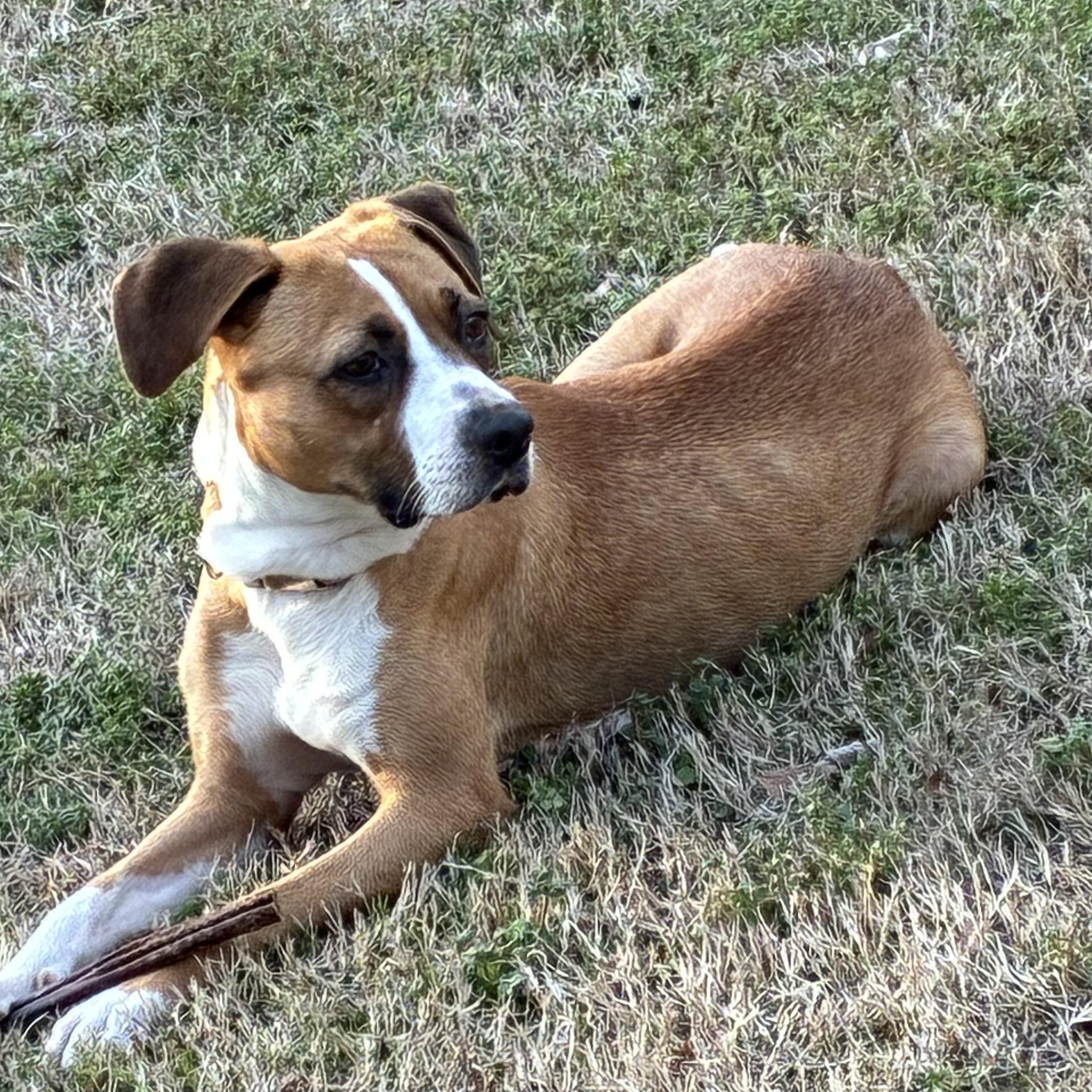 Porsche, a ADOPTABLE mixed breed in Rock Hill, SC image 5/6