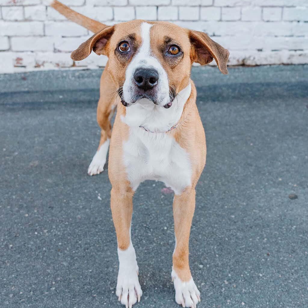 Porsche, a ADOPTABLE mixed breed in Rock Hill, SC image 2/6