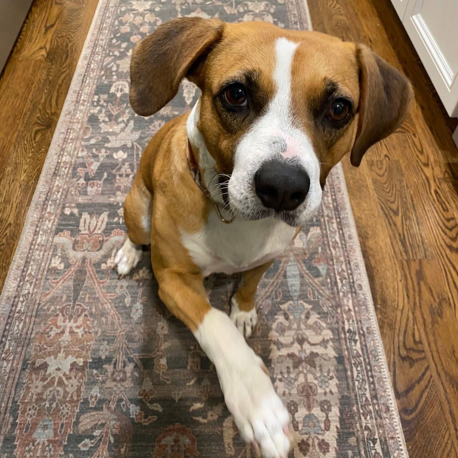Enlarge Porsche, a ADOPTABLE mixed breed in Rock Hill, SC image 6/6