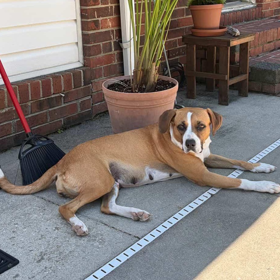 Porsche, ADOPTABLE, Young Female Boxer & Mixed Breed.