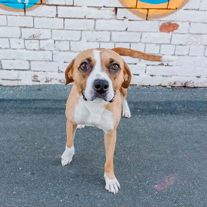 Porsche, a ADOPTABLE mixed breed in Rock Hill, SC image 6/6