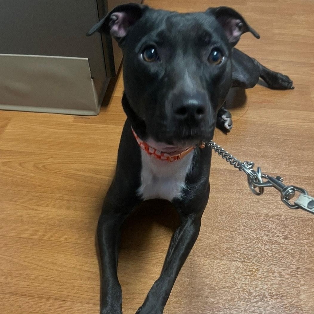 Krayola — thumbnail 4