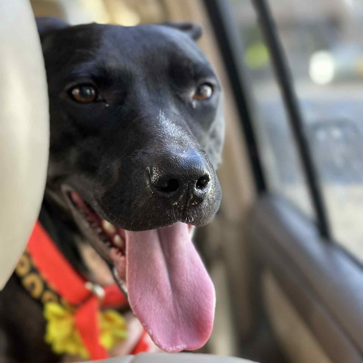 Krayola — thumbnail 5