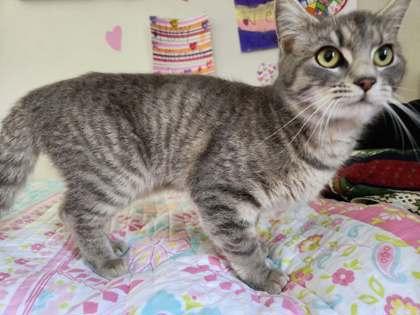 Enlarge Daffodil, a Adoptable mixed breed in Wilkesboro, NC image 1/3