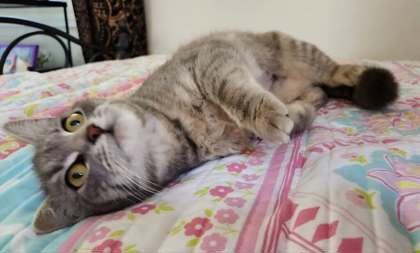 Daffodil, Adoptable, Young Female Domestic Short Hair & Domestic Short Hair.