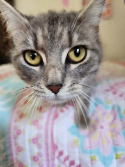 Enlarge Daffodil, a Adoptable mixed breed in Wilkesboro, NC image 3/3