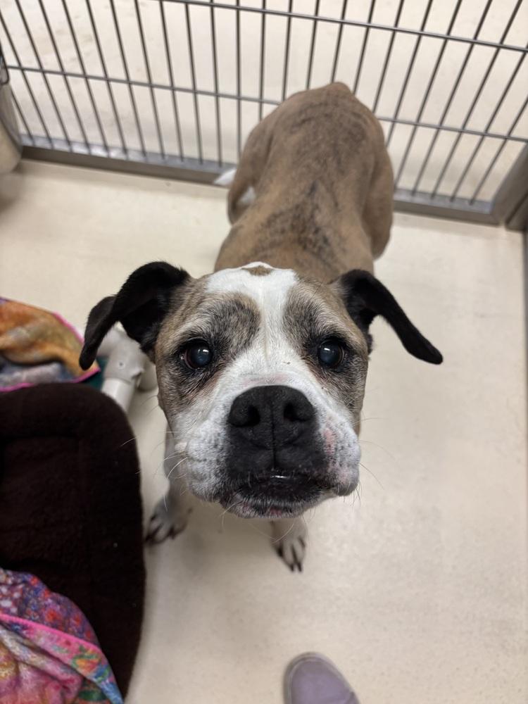 Enlarge Penny, a Adoptable mixed breed in Kalamazoo, MI image 1/2