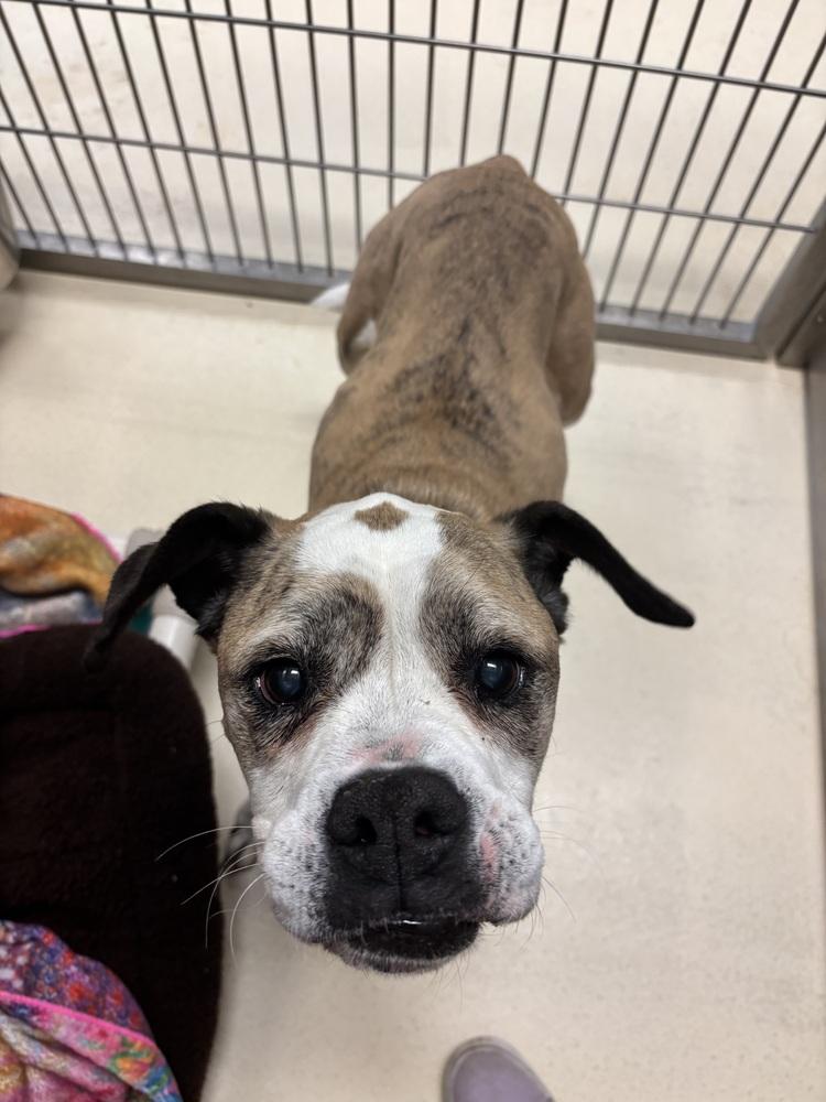 Enlarge Penny, a Adoptable mixed breed in Kalamazoo, MI image 2/2