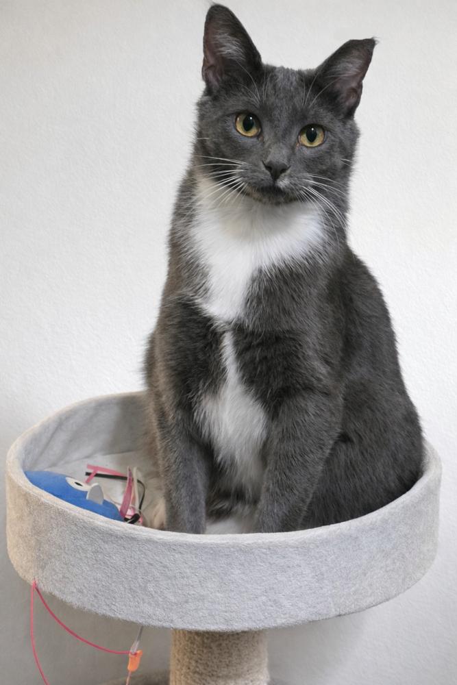 Temari, Adoptable, Adult Female Domestic Short Hair.