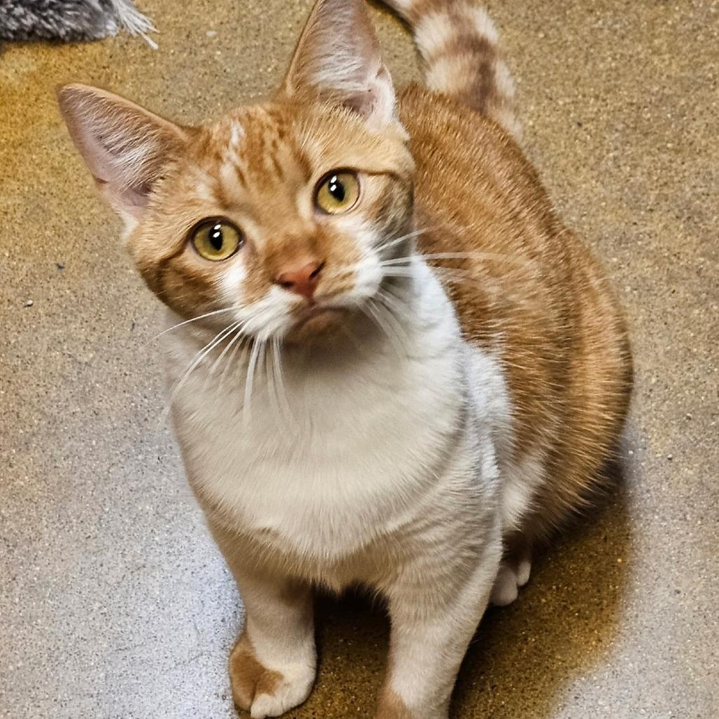 Kandy — thumbnail 3