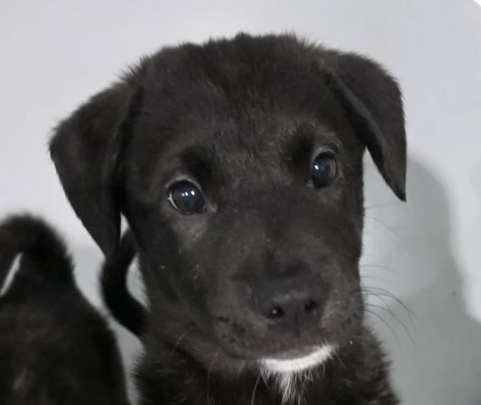 Enlarge Noah, a ADOPTABLE mixed breed in San Francisco, CA image 1/1