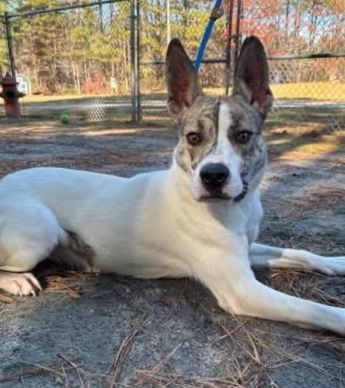 Enlarge Honey, a Adoptable mixed breed in Washington, DC image 1/2