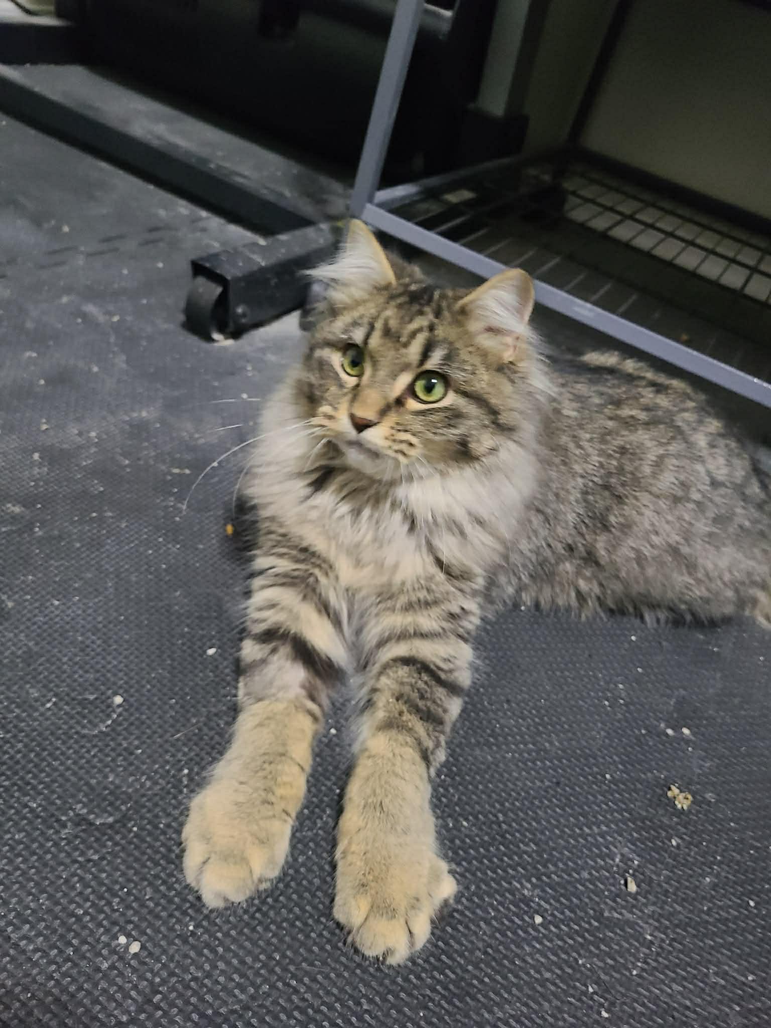 Enlarge Tuffy, a Adoptable Domestic Medium Hair in Kamloops, BC image 2/6