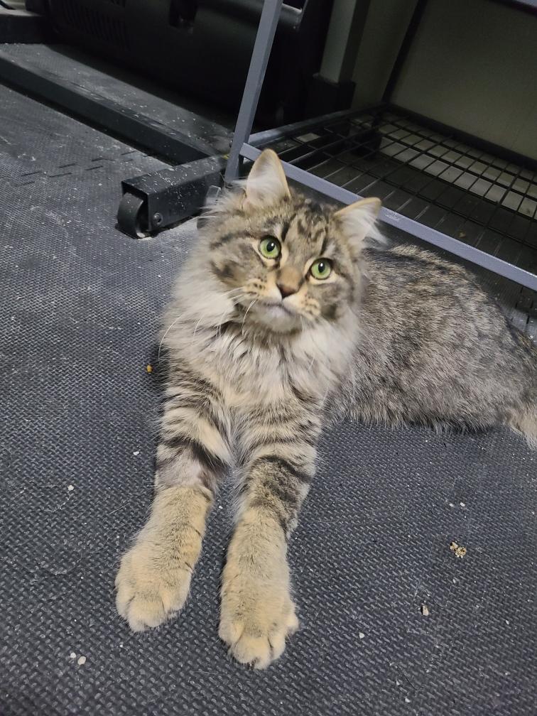 Enlarge Tuffy, a Adoptable Domestic Medium Hair in Kamloops, BC image 5/6