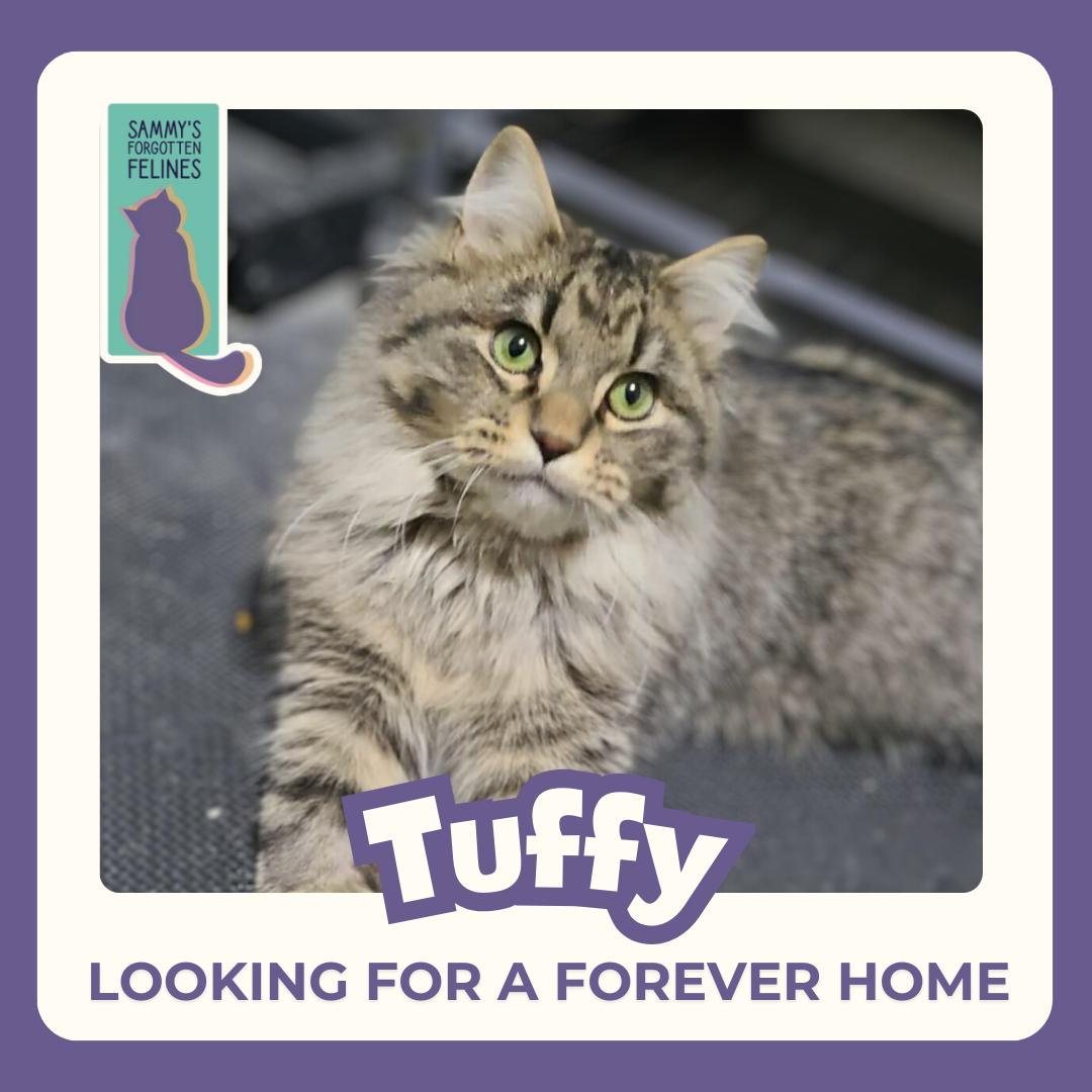 Enlarge Tuffy, a Adoptable Domestic Medium Hair in Kamloops, BC image 6/6