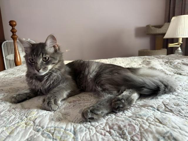 DAVIE, an adopted mixed breed in Churchville, PA image 3/3