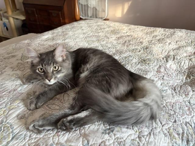 DAVIE, an adopted mixed breed in Churchville, PA image 2/3