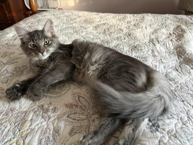 DAVIE, adopted, Kitten Male Maine Coon.