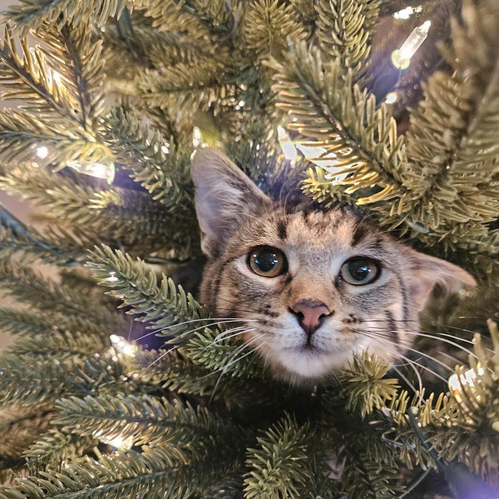 Enlarge Bashoo, a Adoptable Domestic Short Hair in St. Paul, MN image 1/6