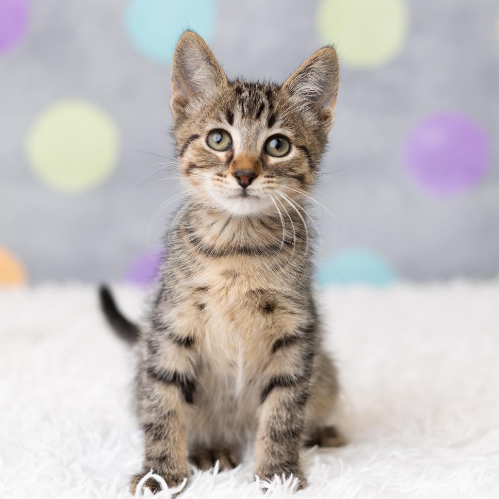 Enlarge Bashoo, a Adoptable Domestic Short Hair in St. Paul, MN image 2/6