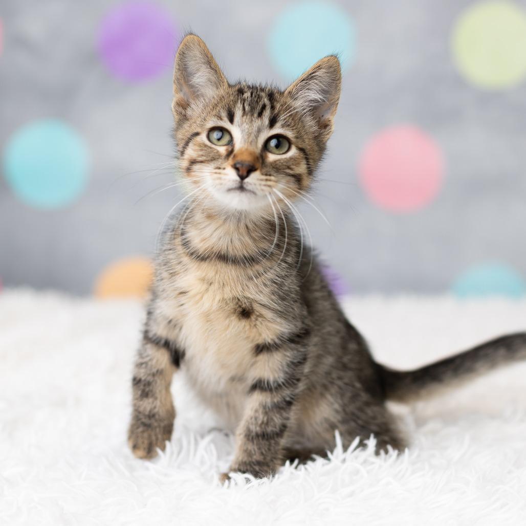 Enlarge Bashoo, a Adoptable Domestic Short Hair in St. Paul, MN image 3/6