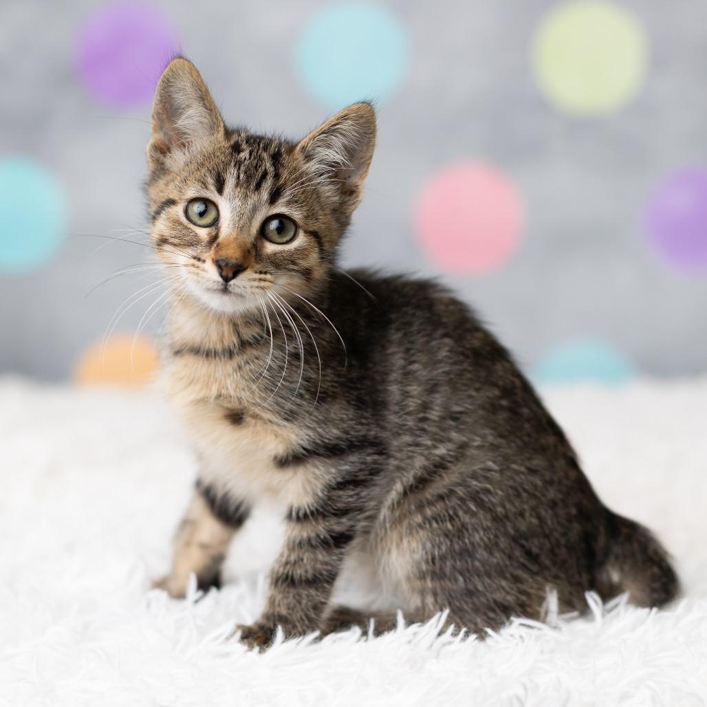 Enlarge Bashoo, a Adoptable Domestic Short Hair in St. Paul, MN image 5/6