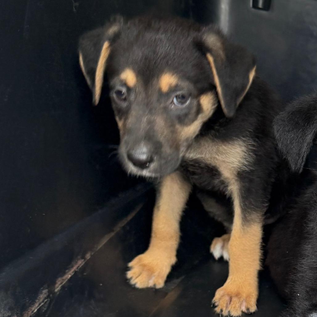 Teddy, Adoptable, Puppy Male Mixed Breed.