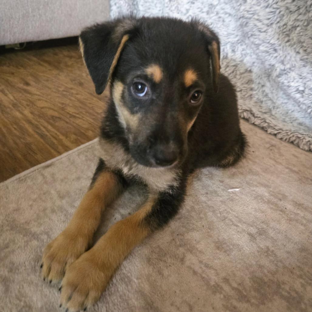 Teddy, a Adoptable Mixed Breed in Valparaiso, IN image 2/6