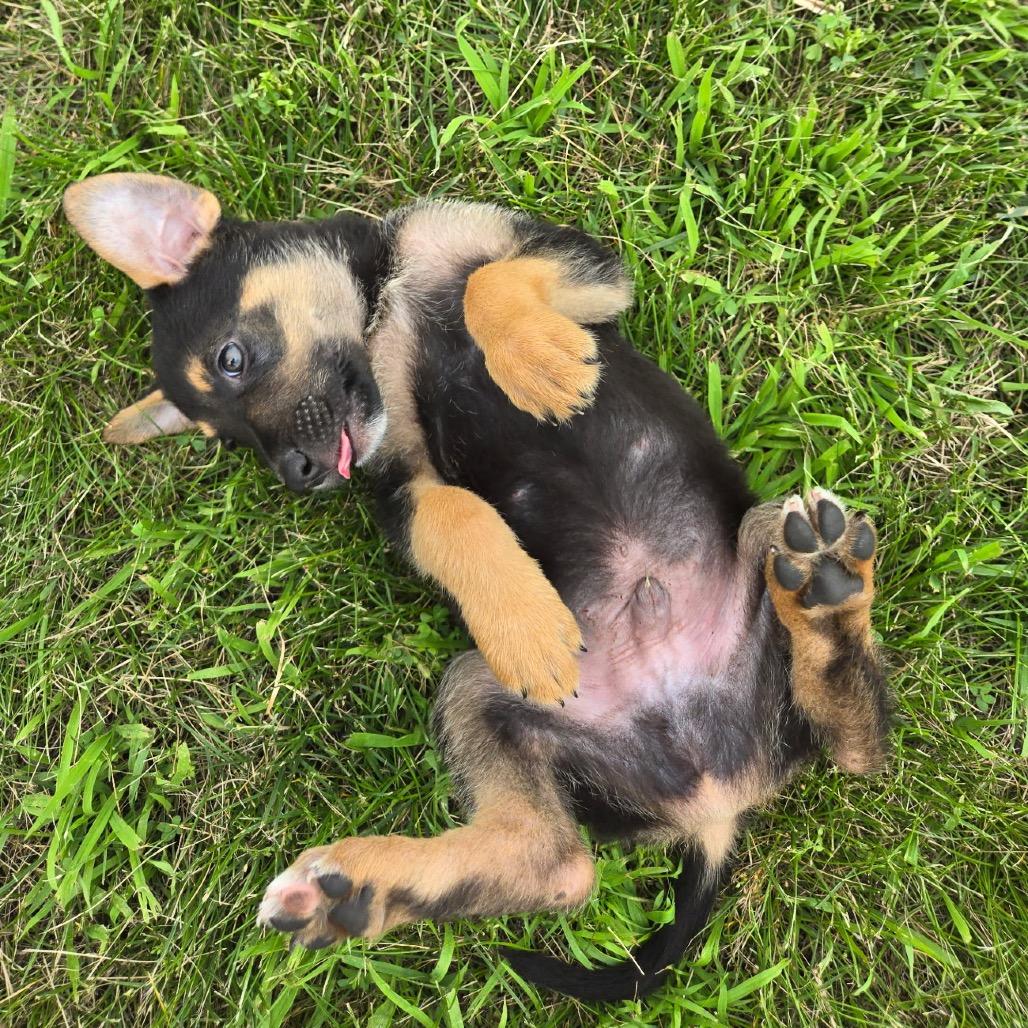Teddy, a Adoptable Mixed Breed in Valparaiso, IN image 4/6