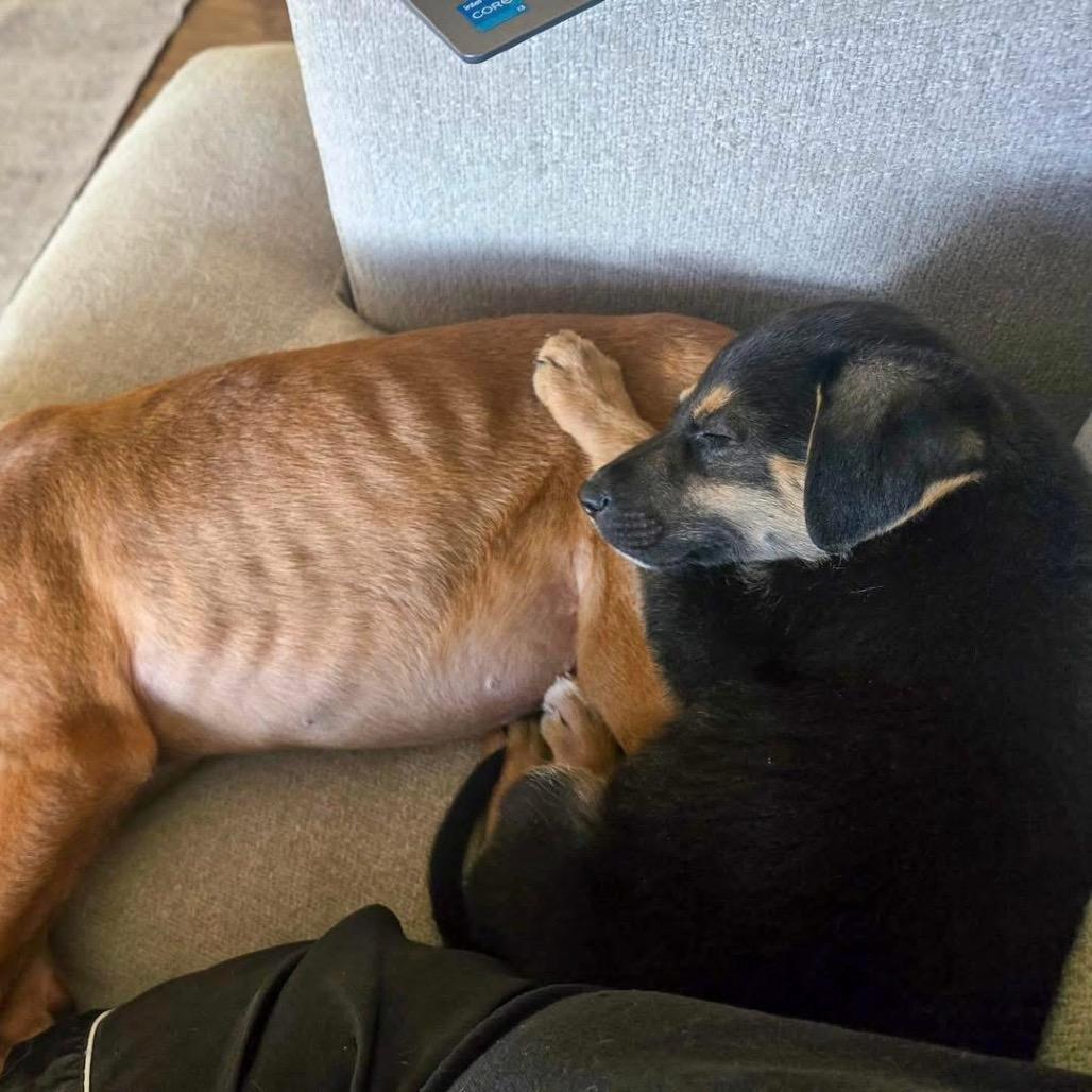 Teddy, a Adoptable Mixed Breed in Valparaiso, IN image 5/6