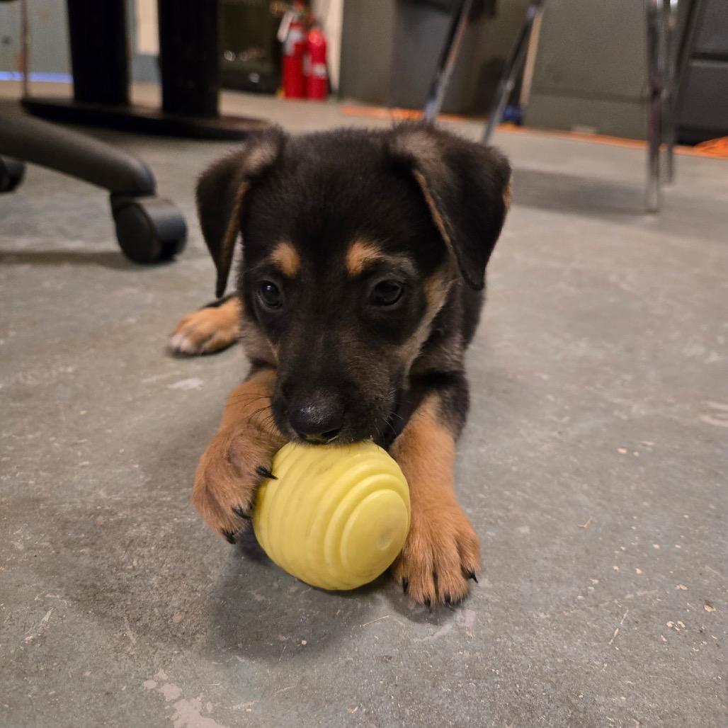 Teddy, a Adoptable Mixed Breed in Valparaiso, IN image 6/6