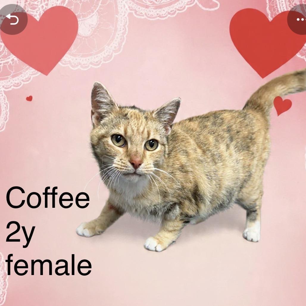 Coffee, Adoptable, Adult Female Domestic Short Hair.