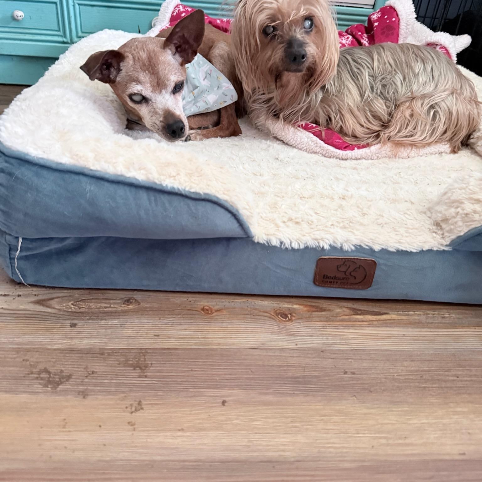 Enlarge Pepper, a ADOPTABLE Yorkshire Terrier in Greenville, SC image 2/3