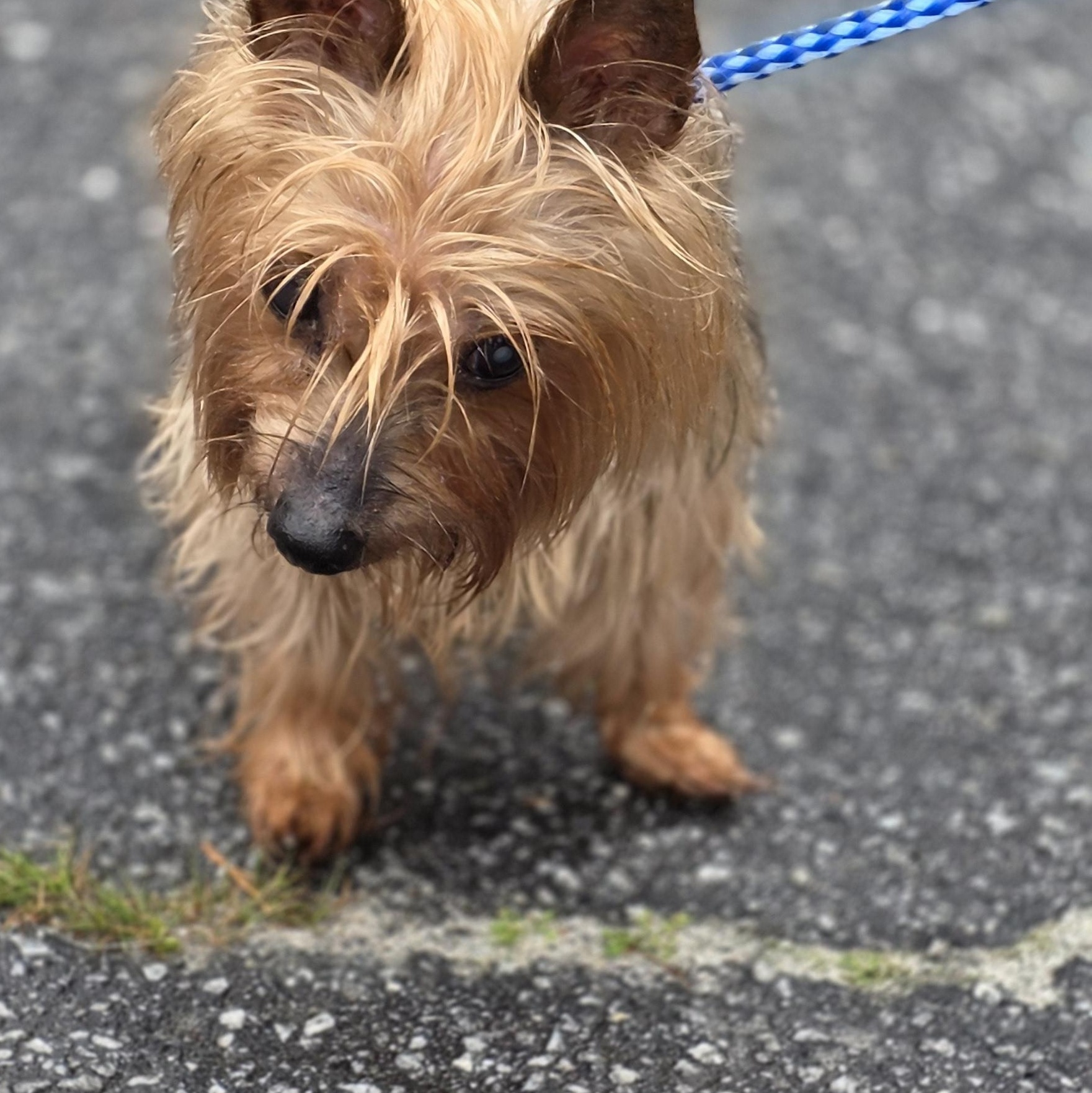 Enlarge Pepper, a ADOPTABLE Yorkshire Terrier in Greenville, SC image 1/3