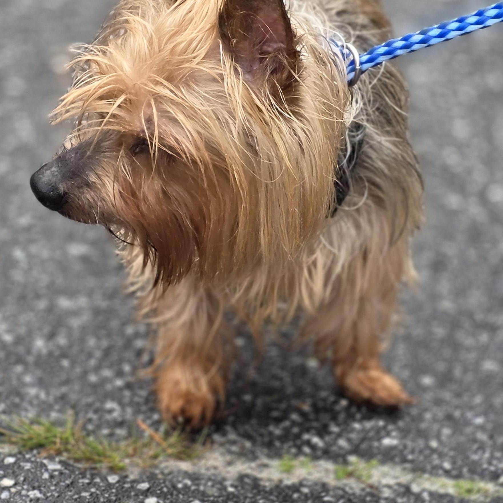 Enlarge Pepper, a ADOPTABLE Yorkshire Terrier in Greenville, SC image 3/3