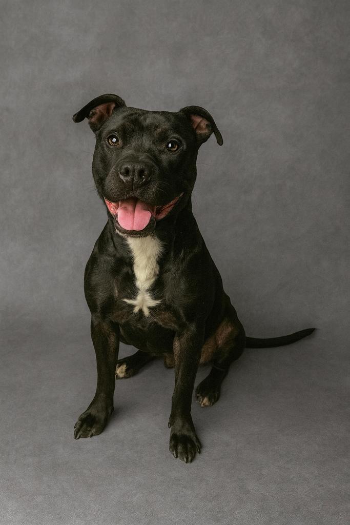 Enlarge Hammerhead, a Adoptable mixed breed in Florence, SC image 1/4