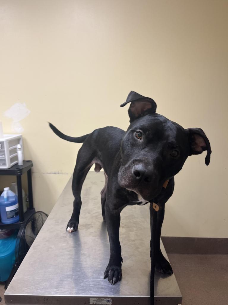 Enlarge Hammerhead, a Adoptable mixed breed in Florence, SC image 2/4