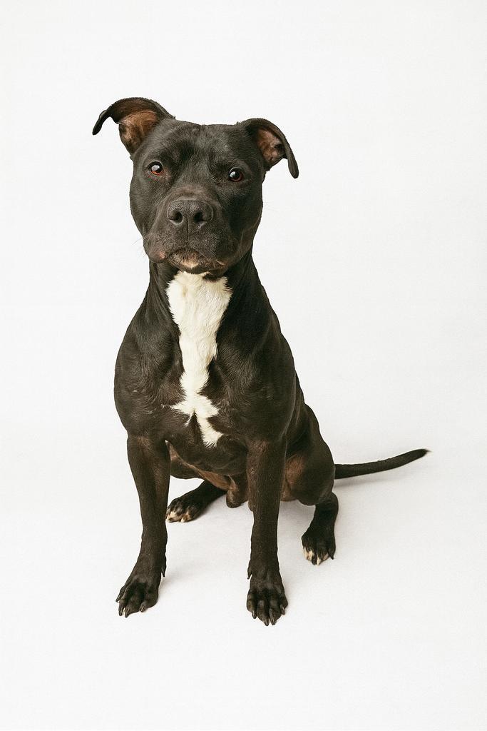 Enlarge Hammerhead, a Adoptable mixed breed in Florence, SC image 3/4