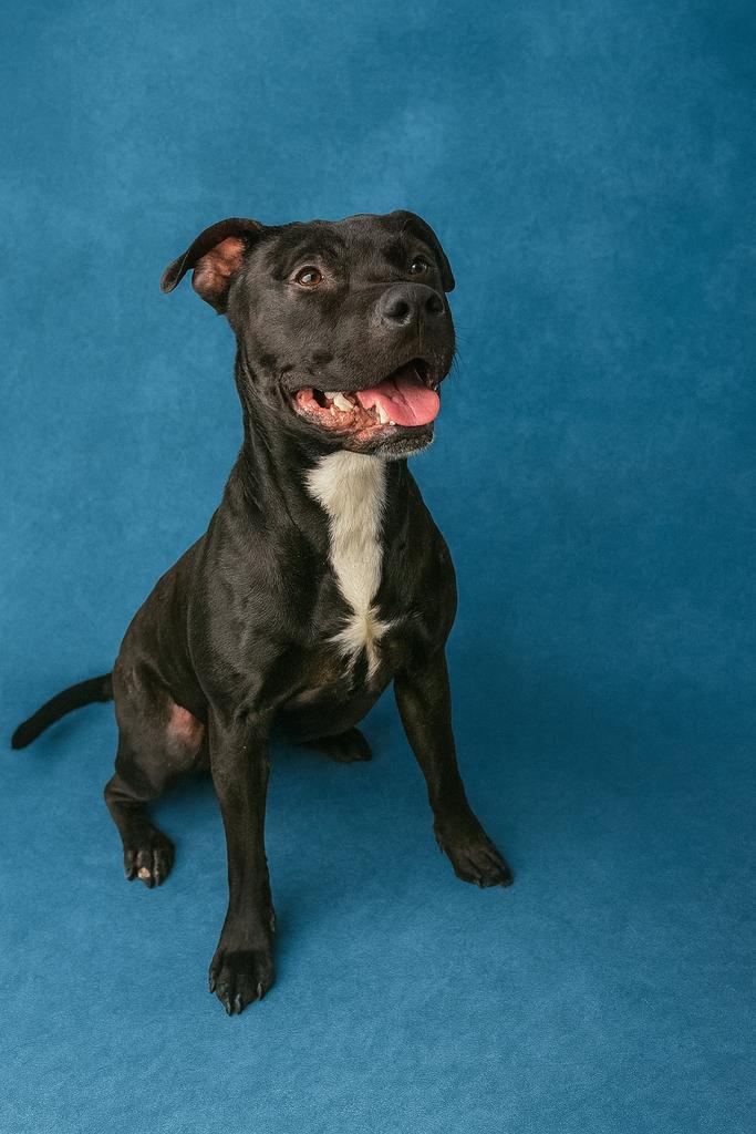 Enlarge Hammerhead, a Adoptable mixed breed in Florence, SC image 4/4