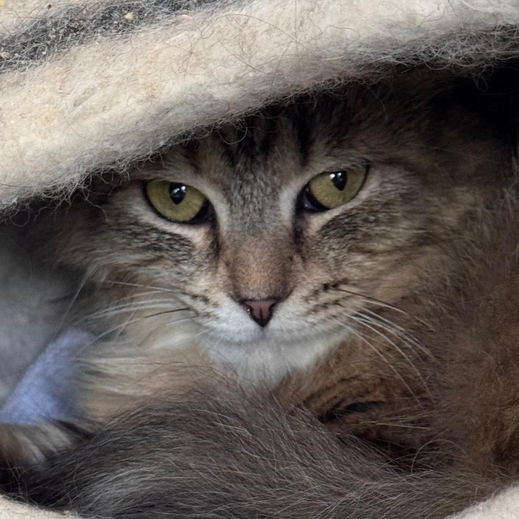 Enlarge Sprinkles, a Adoptable Domestic Medium Hair in Salisbury, MA image 1/1