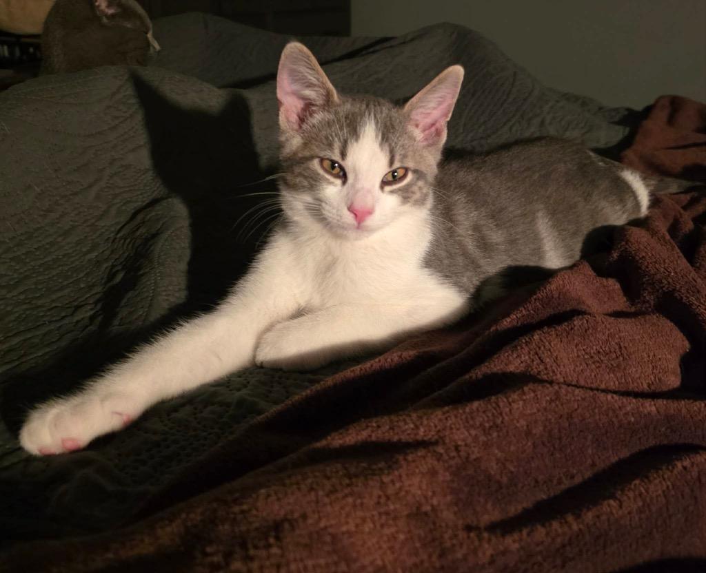 Joe, Adoptable, Kitten Male Domestic Short Hair.