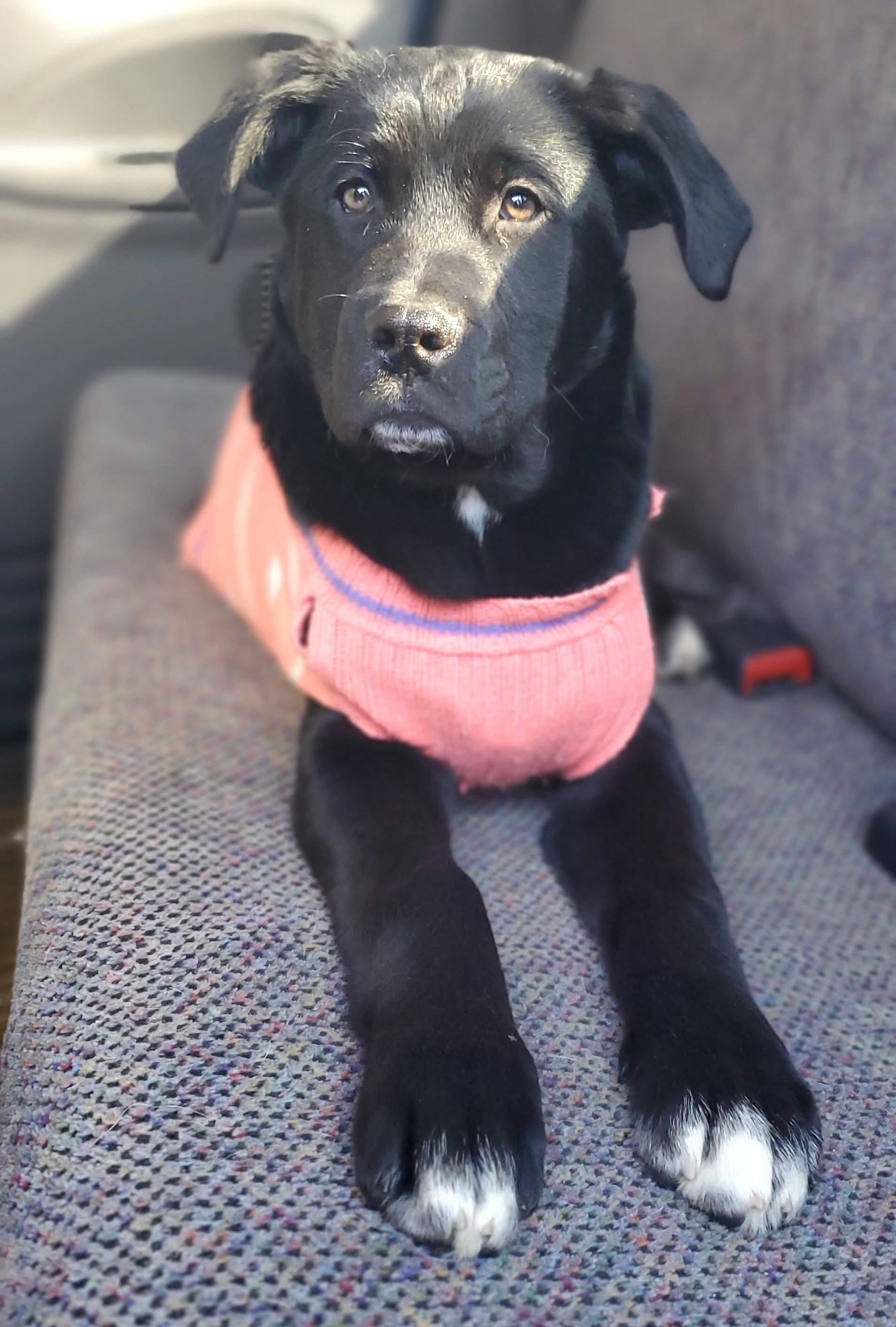 Enlarge Harlow, an adopted mixed breed in Gilbert, SC image 6/6