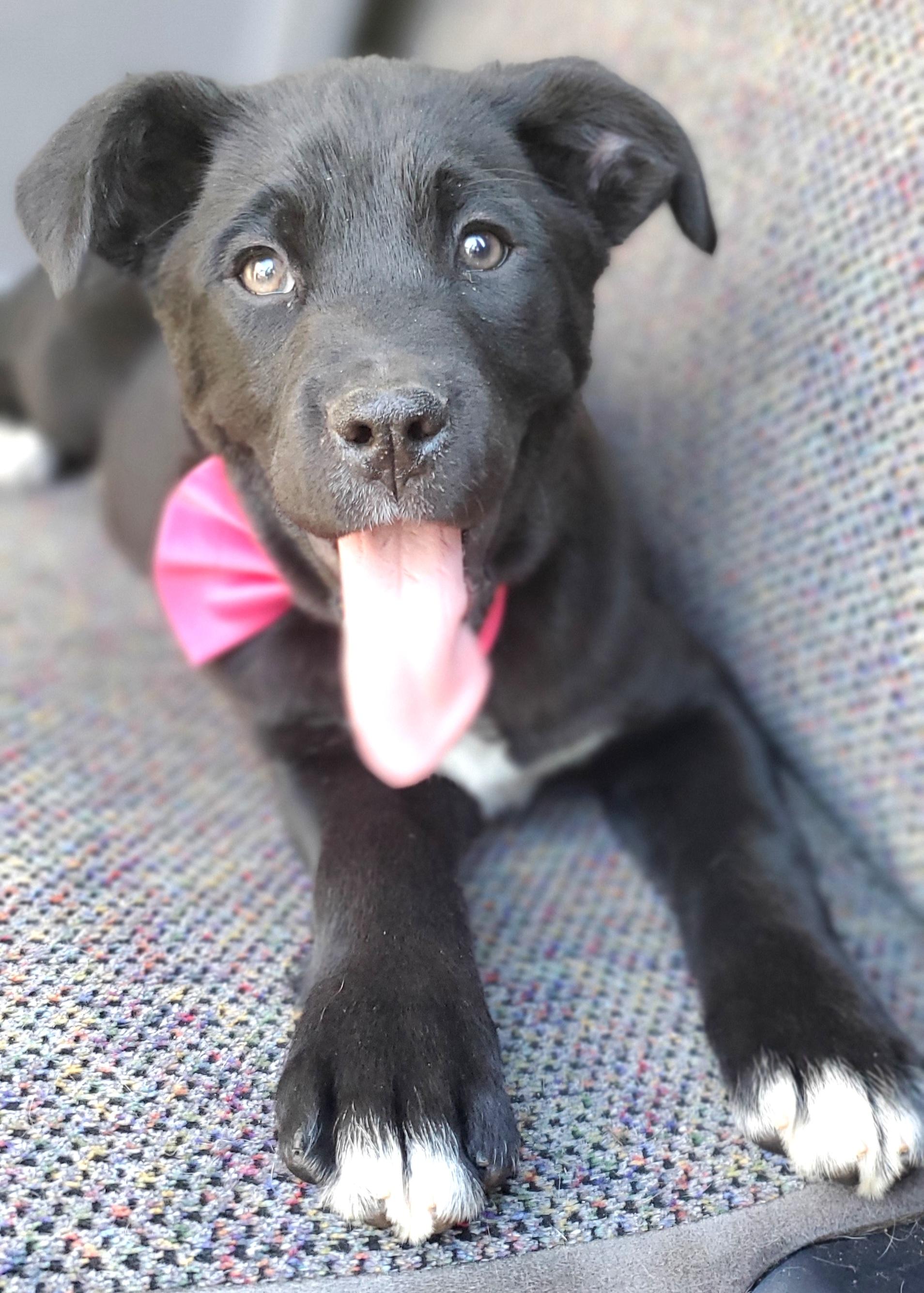 Enlarge Harlow, a ADOPTABLE mixed breed in Gilbert, SC image 6/6