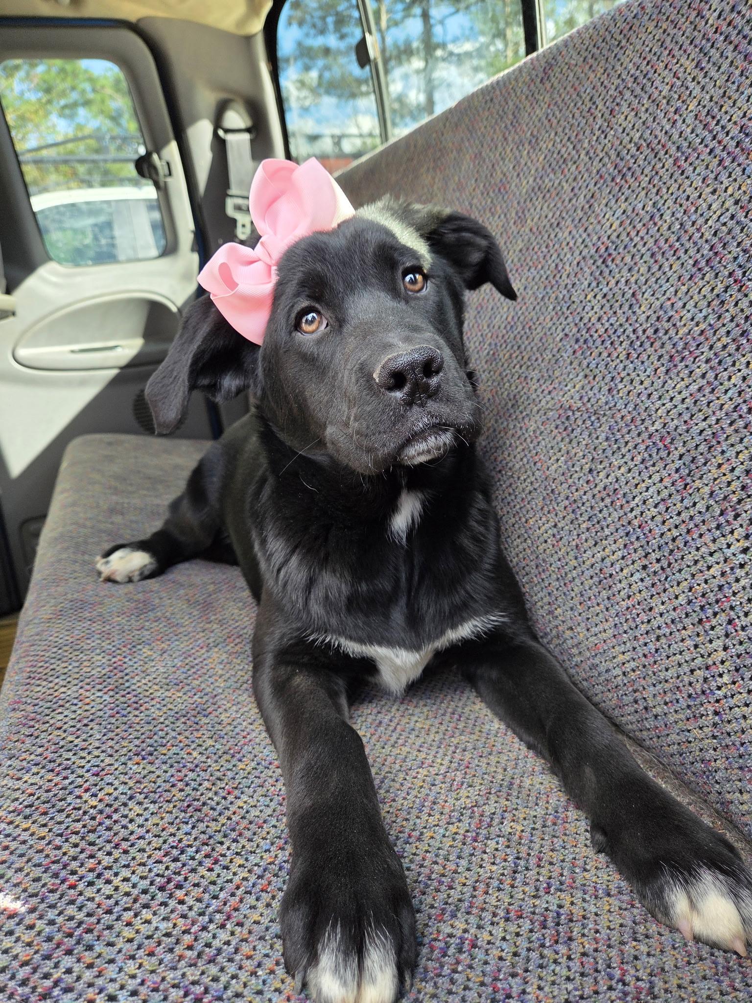 Enlarge Harlow, an adopted mixed breed in Gilbert, SC image 3/6