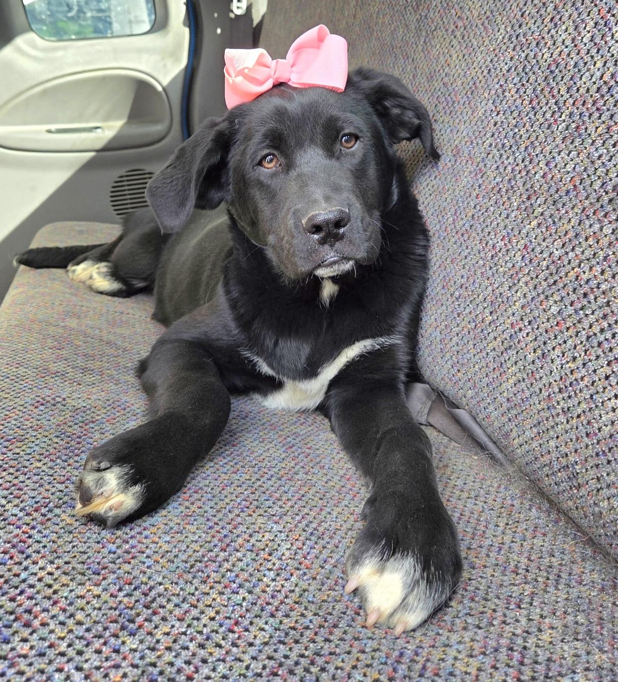 Enlarge Harlow, an adopted mixed breed in Gilbert, SC image 2/6