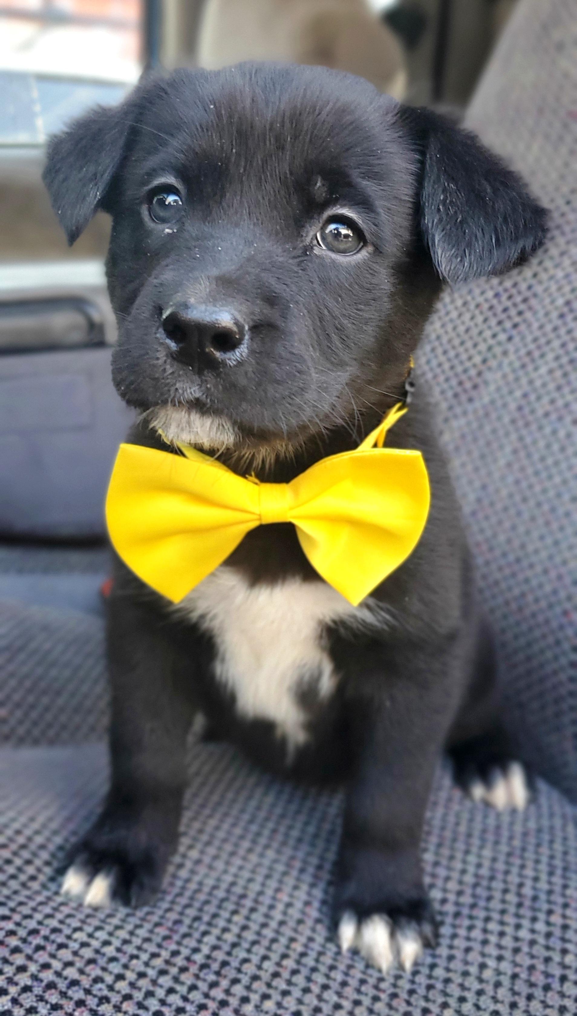 Harlow, a ADOPTABLE mixed breed in Gilbert, SC image 3/6