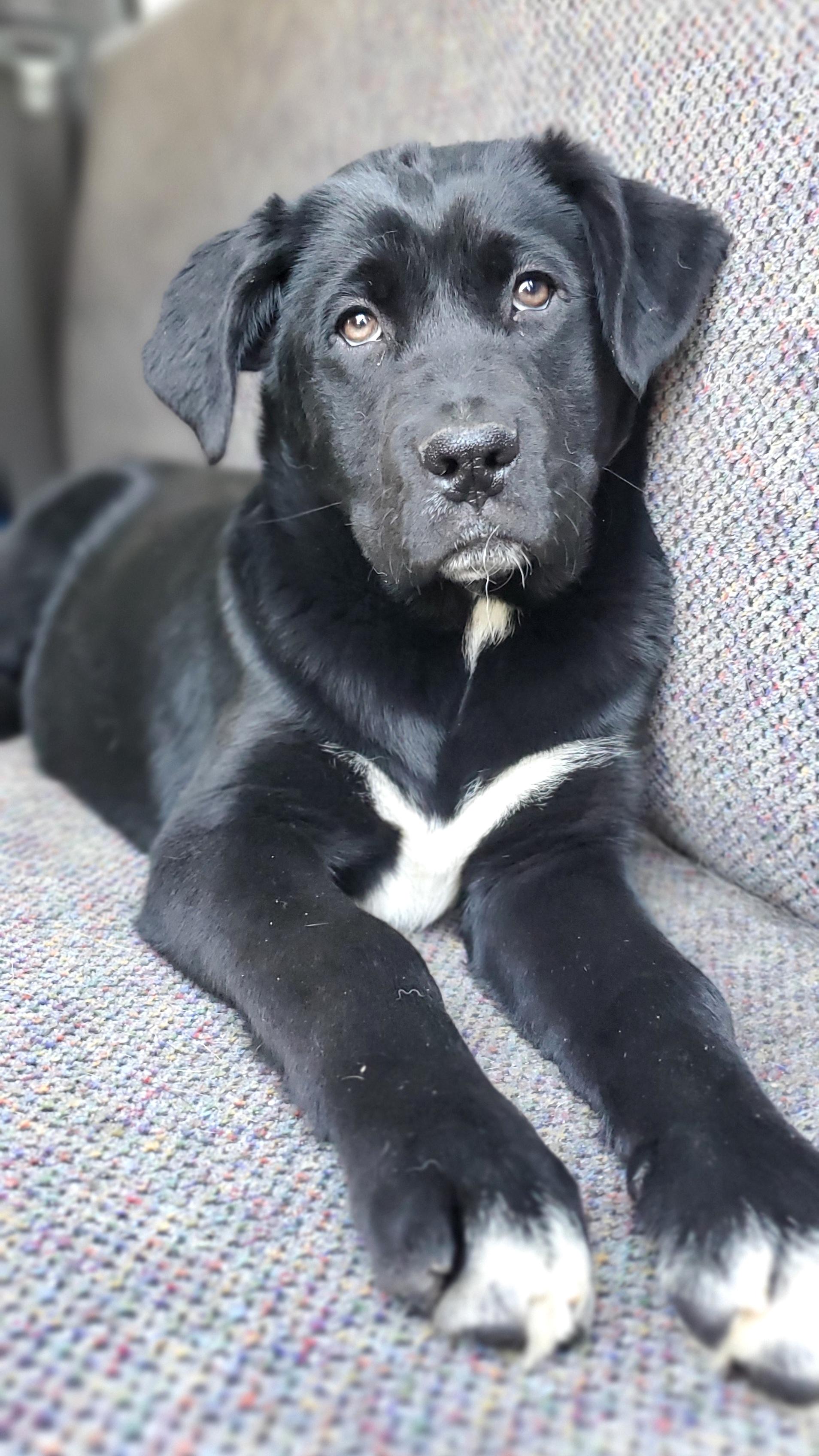 Enlarge Harlow, an adopted mixed breed in Gilbert, SC image 5/6