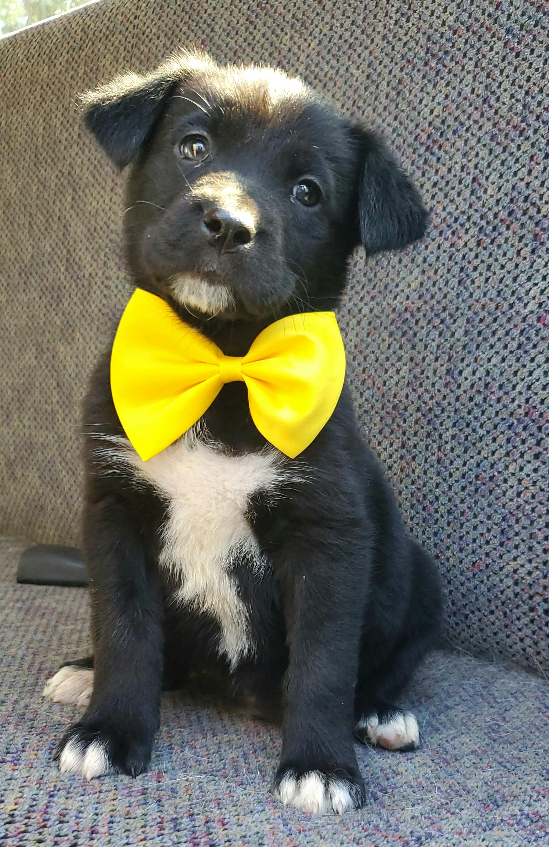 Harlow, a ADOPTABLE mixed breed in Gilbert, SC image 5/6